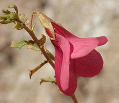 Hermannia grandiflora