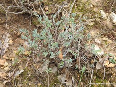 Coronilla minima lotoides