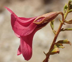 Hermannia grandiflora