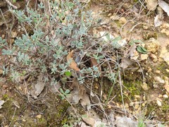 Coronilla minima lotoides