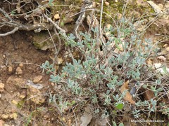 Coronilla minima lotoides