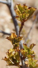 Hermannia grandiflora
