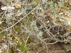 Coronilla minima lotoides