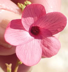Hermannia grandiflora