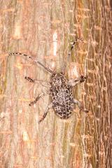 Dichostates lignarius lacunosus