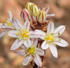Drimia maritima