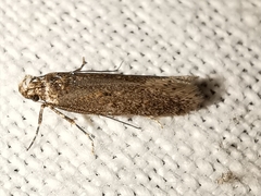 Telphusa cistiflorella