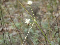 Cephalaria leucantha