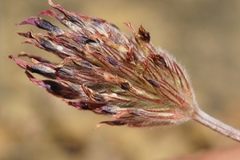 Trifolium dichotomum