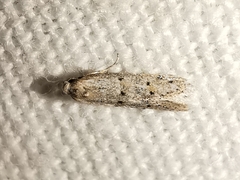 Symmocoides oxybiella