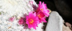 Mammillaria humboldtii