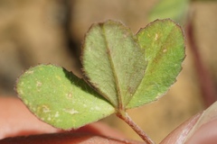 Trifolium dichotomum