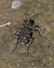 Cicindela duodecimguttata