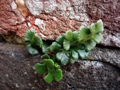Asplenium ruta-muraria