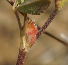 Trifolium dichotomum