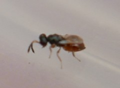 Chalcidoidea