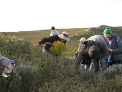Protea sulphurea