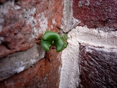 Asplenium ruta-muraria