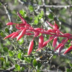 Hesperaloe parviflora
