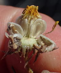 Dimorphotheca polyptera