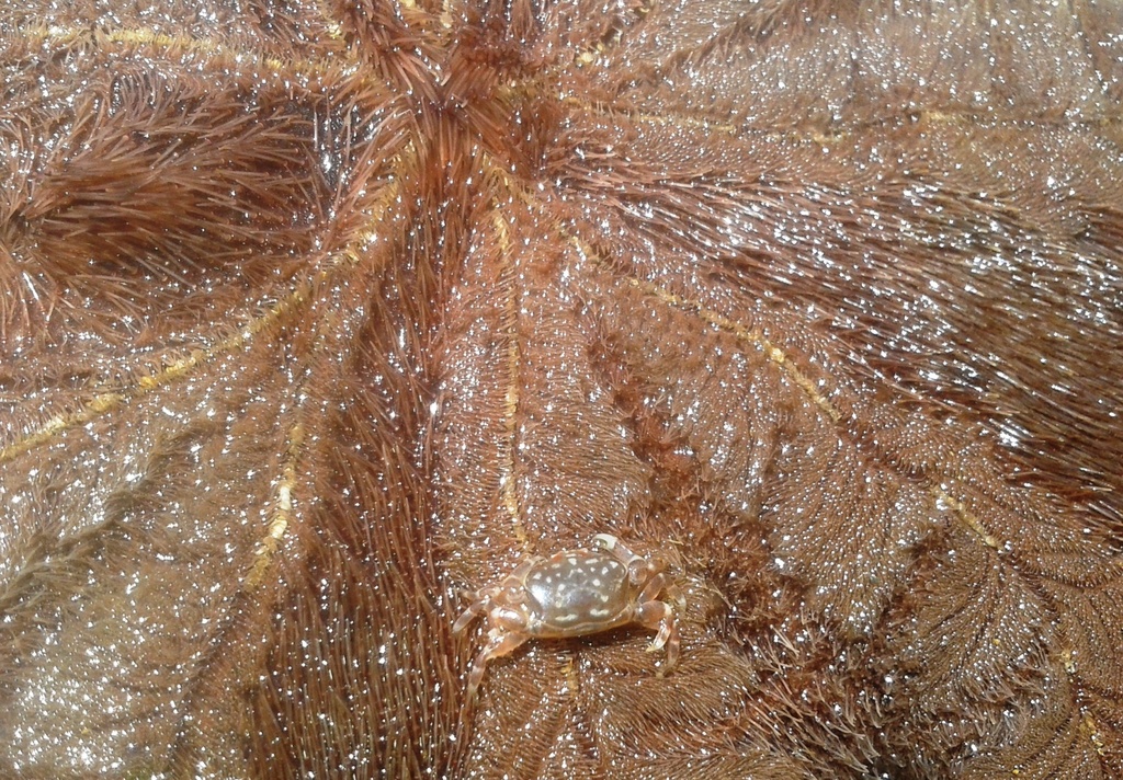 Dissodactylus