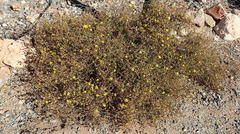 Dimorphotheca polyptera