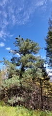 Pinus stylesii