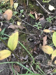 Bombus impatiens