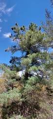 Pinus stylesii