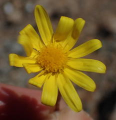 Dimorphotheca polyptera