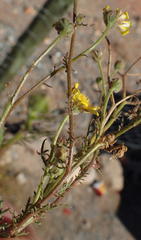 Dimorphotheca polyptera