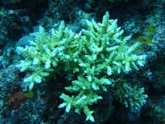 Acropora divaricata