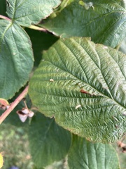 Diptera