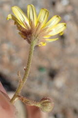 Dimorphotheca polyptera