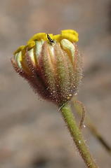 Dimorphotheca polyptera