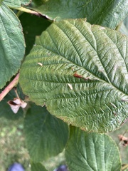 Diptera