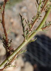 Dimorphotheca polyptera