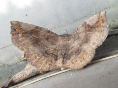 Pangrapta curtalis