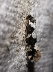 Neurothaumasia ankerella