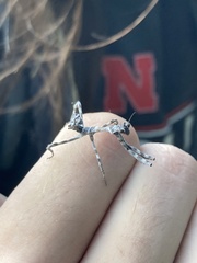 Pseudovates arizonae