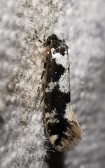 Neurothaumasia ankerella