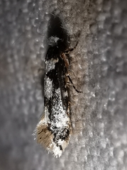 Neurothaumasia ankerella