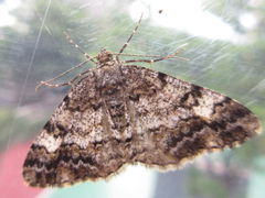 Satoblephara parvularia