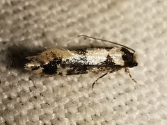 Neurothaumasia ankerella