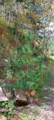 Pinus stylesii