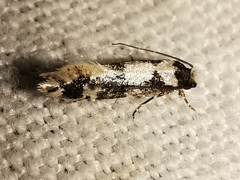 Neurothaumasia ankerella