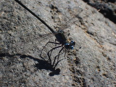Caledopteryx sarasini