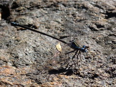 Caledopteryx sarasini