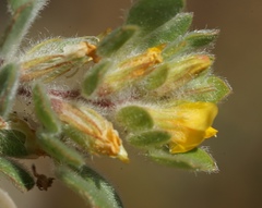 Acmispon brachycarpus