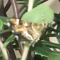 Hymenia perspectalis